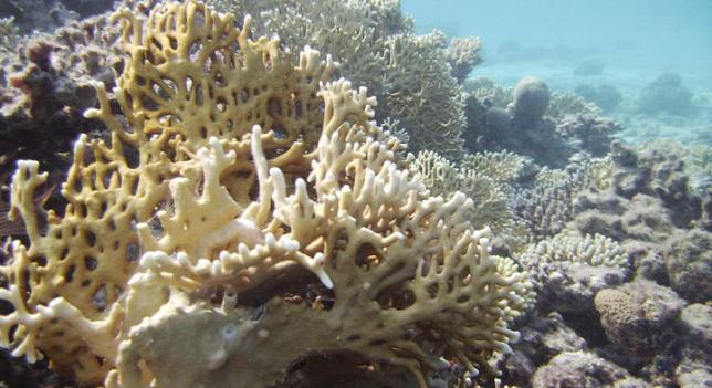 Hatalmas korallfehéredésén van túl az ausztrál Nagy-korallzátony