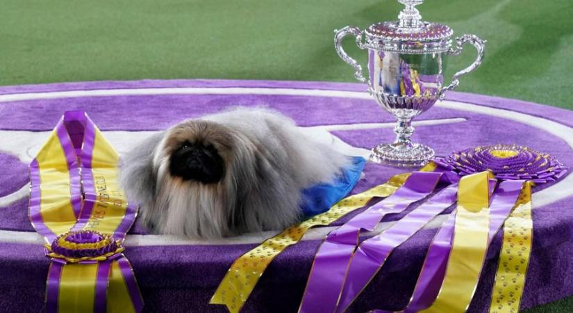 Ötödször nyerte palotapincsi a világ legrégebbi kutyakiállítását (videó)