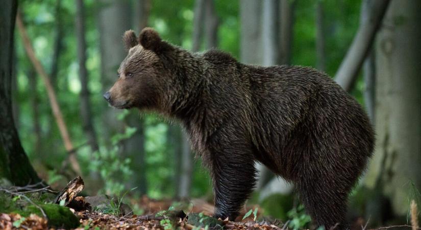 Valószínűleg medve végzett egy 57 éves férfivel a Rózsahegyi járásban