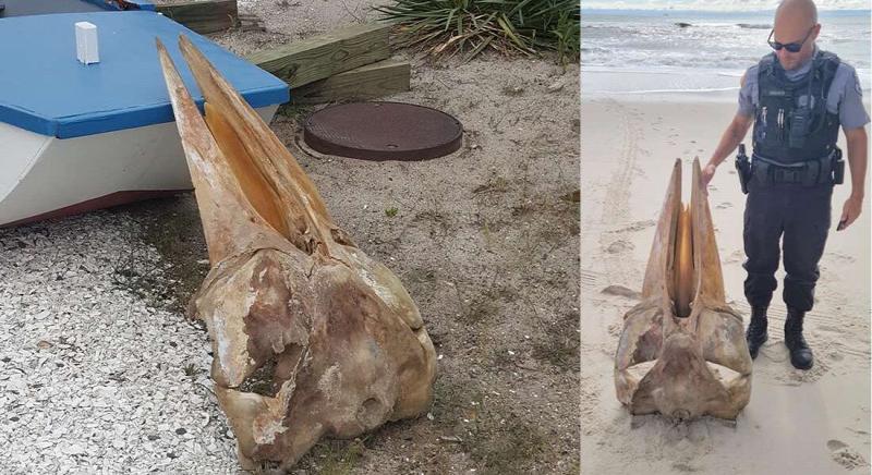 Óriási lény koponyája vetődött partra – nem is tudták mi lehet