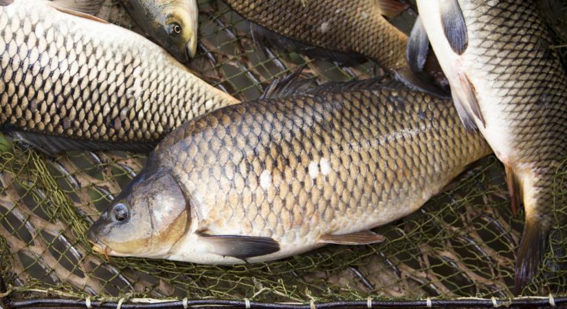 Extra védjegy lett az őshonos "Balatoni hal": uniós oltalmat kapott