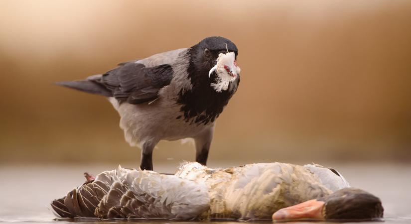 Gyakran védett madarak fiókáit pusztítja a dolmányos varjú