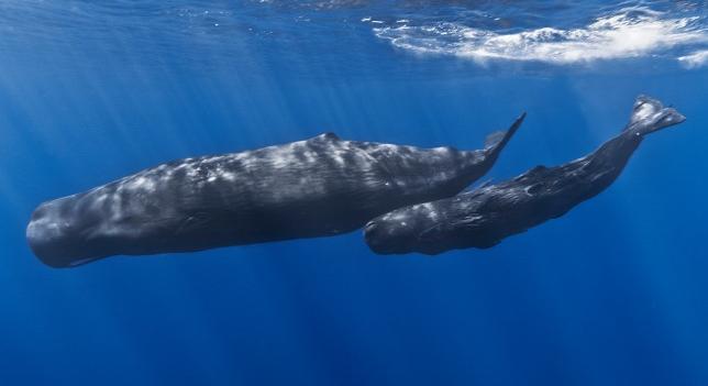 Megtanulhatunk-e valaha a bálnák nyelvén beszélni?