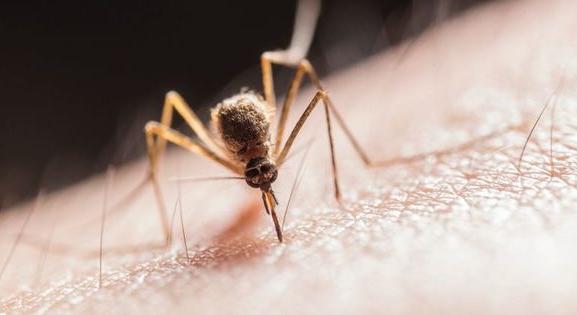 Katasztrófavédelem: ezen a héten itt irtják a szúnyogokat