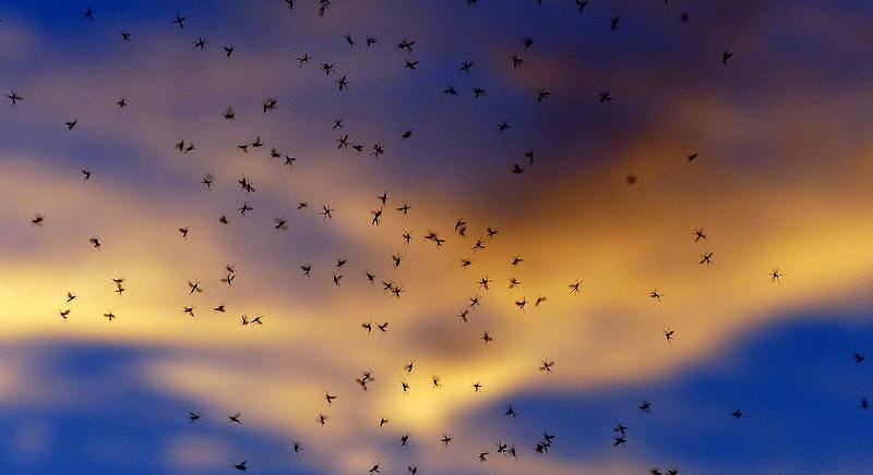Szúnyogok vs fertőző betegségek: felmérhetetlenül káros egy új rendelkezés
