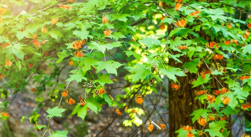 Igazi földi paradicsom rejtőzik Rodosz zöldellő erdejében: a Pillangók völgye a világ egyik legszebb helye