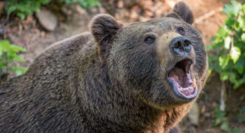 Medve ölt meg egy férfit Szlovákiában