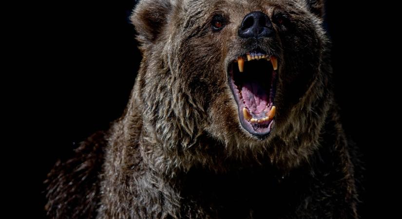 Medve gyilkolt meg egy férfit Szlovákiában