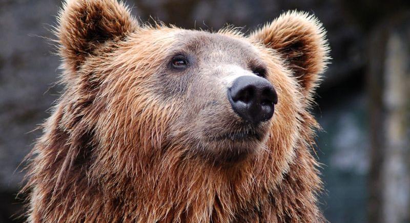 Medve ölt meg egy embert Szlovákiában