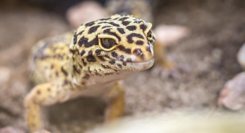 Új fajokkal bővült a debreceni állatkert pálmaháza