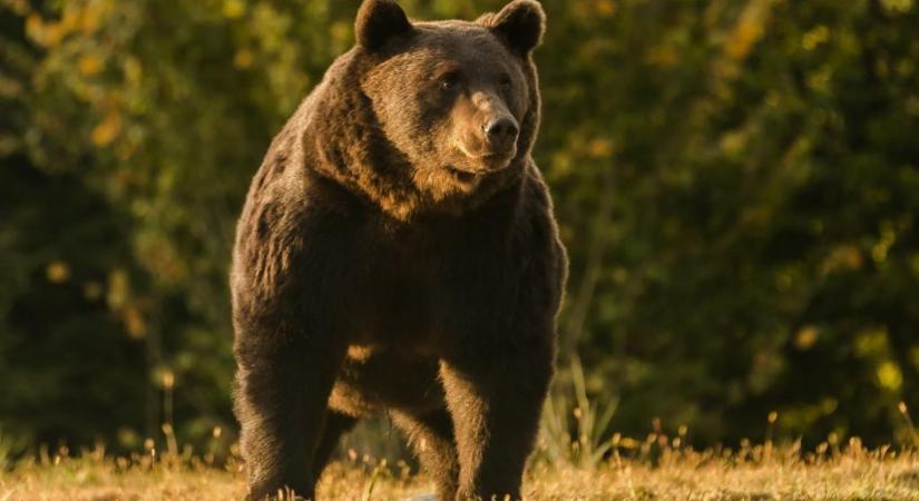 A gyilkos medve miatt áll a bál Szlovákiában