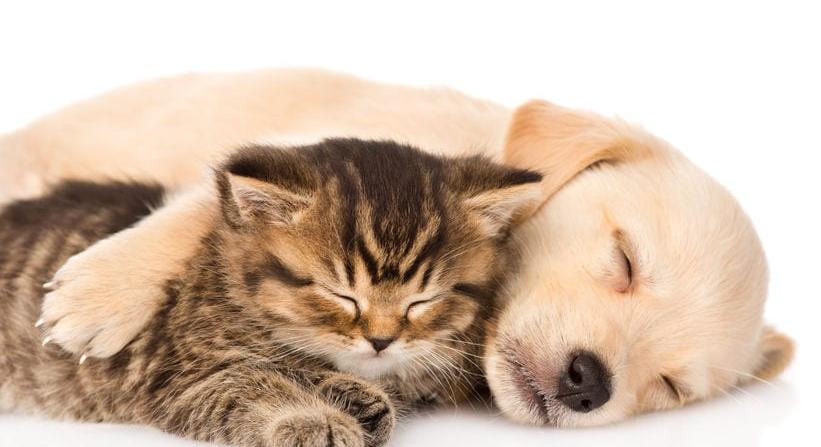 Méghogy nem létezik barátság kutya és macska között!