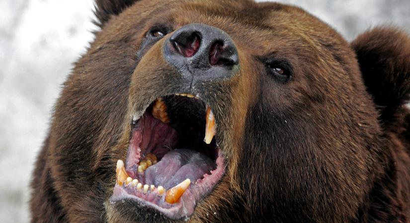 Medve gyilkolt meg egy férfit Szlovákiában