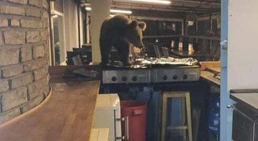 Medve látogatott be az egyik újtátrafüredi hotel konyhájába