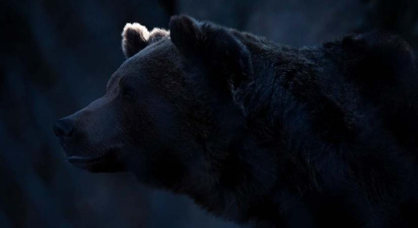 Medve ölt embert Szlovákiában