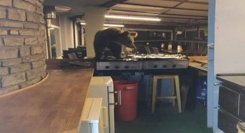 Hívatlanul beállított a medve egy tátrai hotelba – körülnézett a konyhában, majd eliszkolt