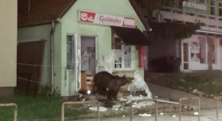 Panzióba és üzletbe törtek be a medvék Tusnádfürdőn