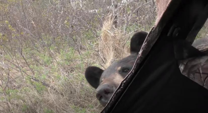 Egy medve kiszagolta a vadászok rejtekhelyét és nem igazán örült nekik