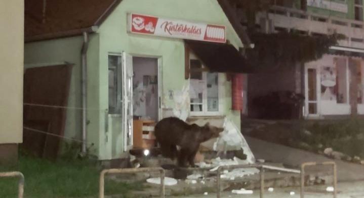 Boltban, panzióban törtek-zúztak a medvék Tusnádfürdőn