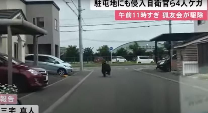 Medve tombolt egy japán városban, több embert megsebesített - videó