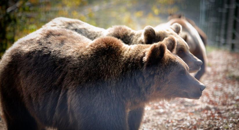 Medvetámadások esetén azonnali beavatkozást lehetővé tevő szabályozást készít a romániai környezetvédelmi minisztérium