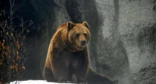 Megtízszereződtek a medvetámadások Romániában, azonnali beavatkozást engedélyeznek