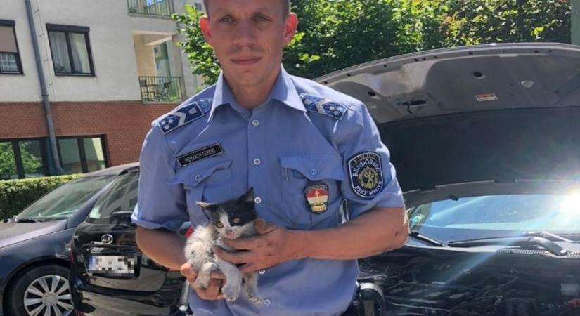 Szívszorító: szorult helyzetbe került kiscicát mentettek ki a rendőrök egy budaörsi parkolóban