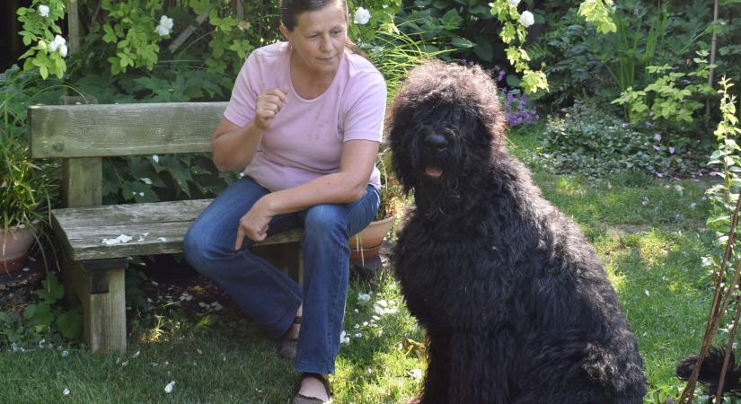 Egygazdás kutya a ritka orosz fekete terrier