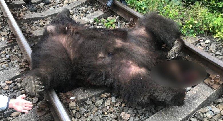 Medvét ütött el a vonat Alsóboldogfalvánál