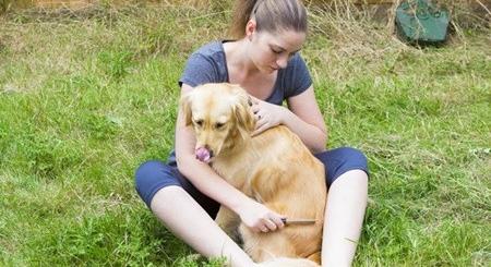 Milyen bajokat okozhatnak a vérszívók kutyáknál?