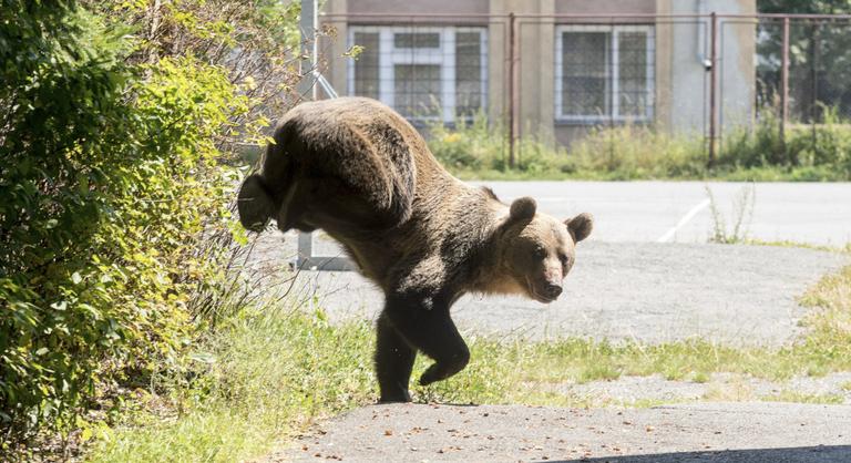 Darabokat tépett ki a medve egy férfi testéből Romániában