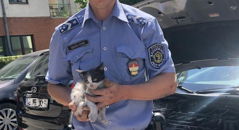 Motortérbe szorult kiscicát mentettek a rendőrök Budaörsön