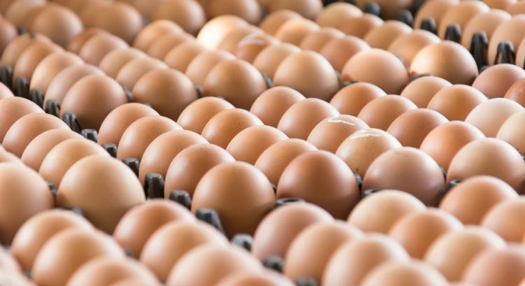 Árzuhanás: válságos állapotban van a tojásipar