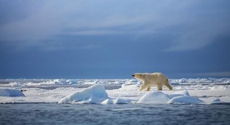 Ezért baj a tengeri jég eltûnése az Északi-sarkvidéken