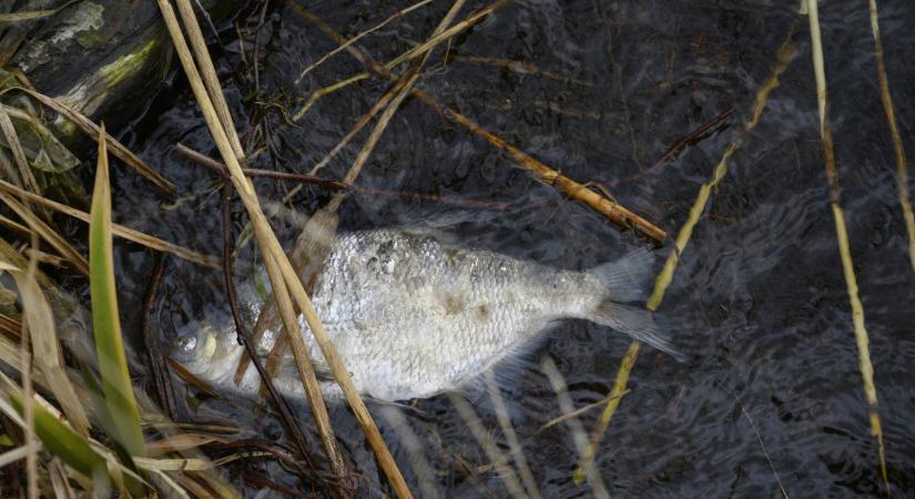 Drasztikus halpusztulás: a Velencei-tó teljes területén nagy a baj