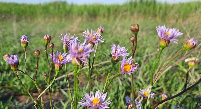 Korai virágzás: Kardoskúton már megjelentek az első sziki őszirózsák