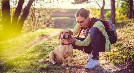 A kullancscsípés-paralízis tünetei és kezelése kutyáknál