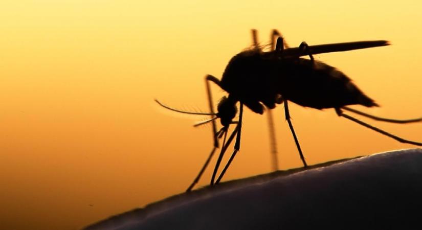 Ilyen az, amikor túl forró a nyár: szúnyogtornádó csapott le Oroszországra - Videó