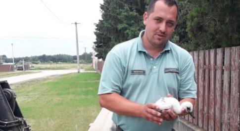 Új esélyt kapott egy gólyafióka az életre