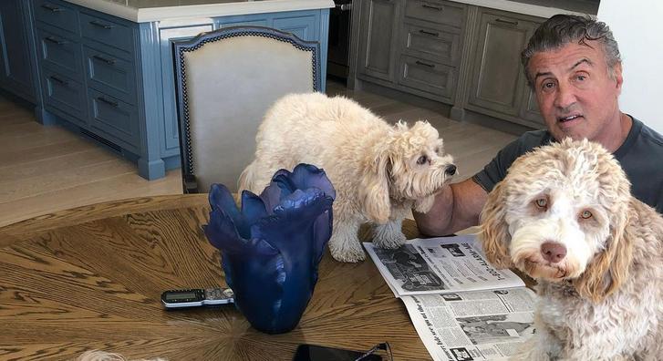Sylvester Stallone kutyái még az asztalra is felmászhatnak