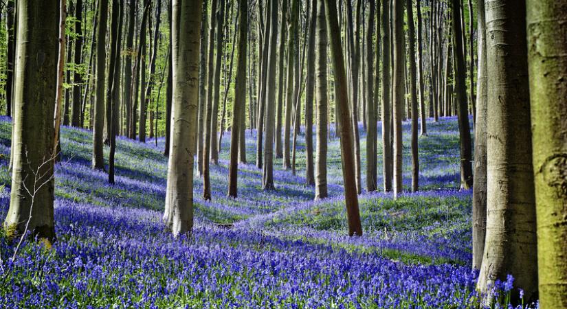 10 gyönyörű erdő a világban: csodálatos virágszőnyeg és égbe nyújtózó fák