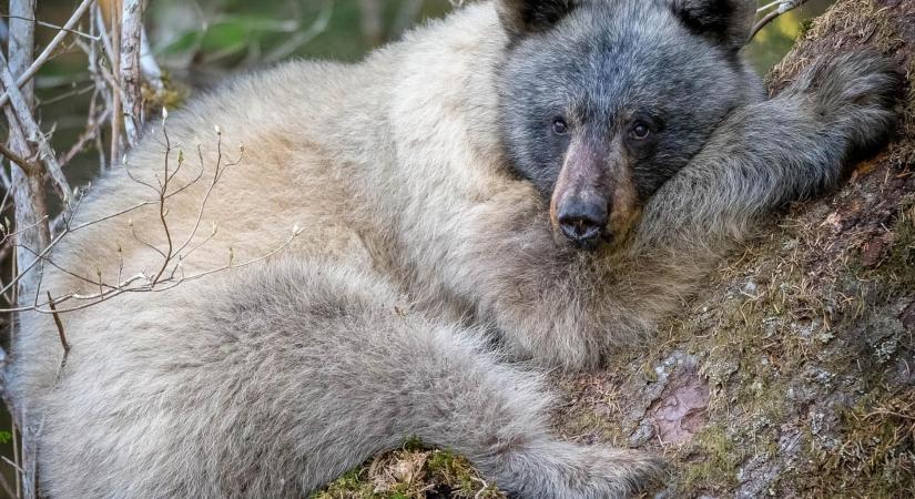 Ritka, kékesszürke színű medvék bukkantak fel Alaszkában