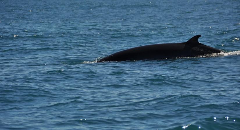 Elpusztult a Montrealba tévedt hosszúszárnyú bálna - videó