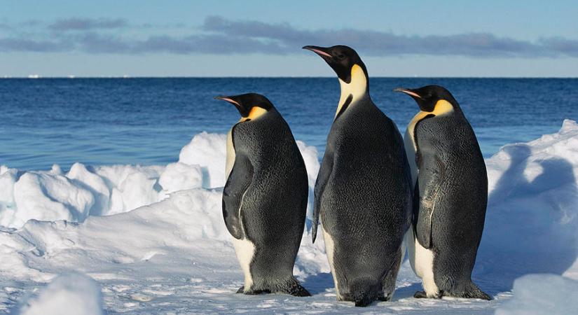 Pingvinkolóniákat fedeztek fel a világűrből
