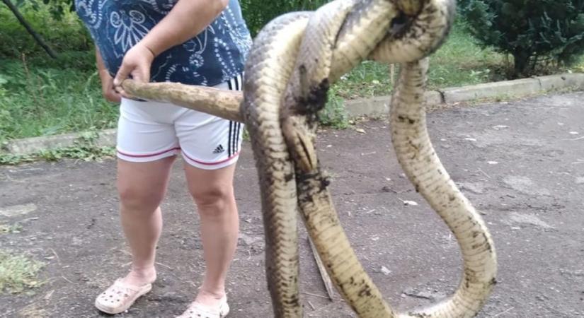 Ritka, védett kígyót ölt meg egy nő Kárpátalján és ukrán szatírt fogtak Budapesten: június 29-i hírösszefoglaló