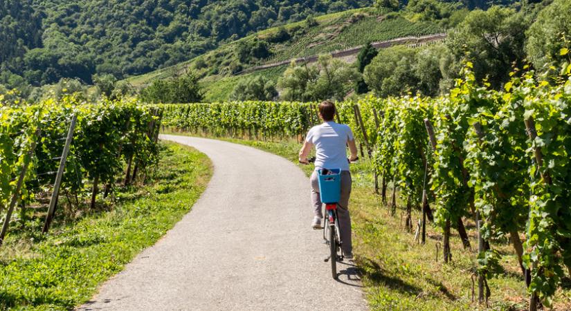 Járd be biciklivel a Villányi borvidéket, vagy vegyél részt gourmet pikniken - Szuper programok lesznek a hétvégén
