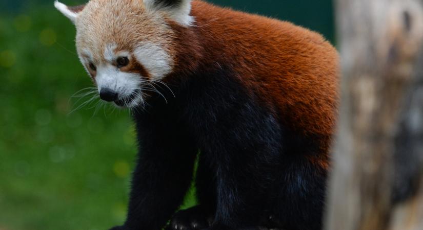 Eltűnt egy vörös panda egy német állatkertből