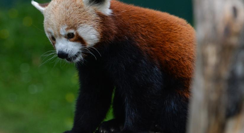 Rejtély a német állatkertben: fogalmuk nincs, hol van az egyik vörös panda