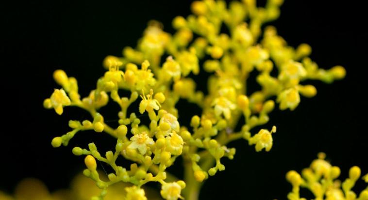 Karakteres illatot áraszt a sárga virágú dísznövény