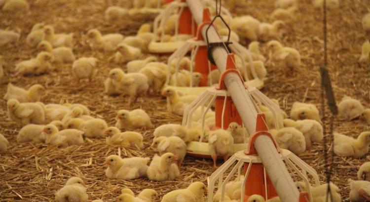 Madárinfluenza: mehet a magyar csirke északra-keletre